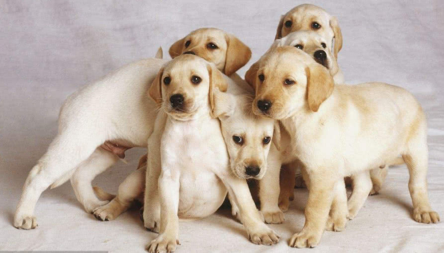 对人很忠诚的5种狗狗，但是你知道第4种的身世有多可怜吗？