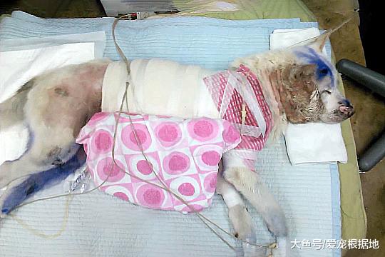 流浪狗被车撞后全身瘫痪，救命恩人用7年时间让它重新站起来！