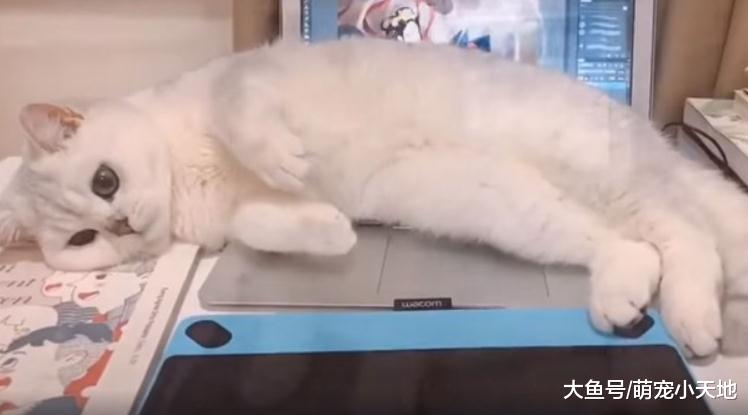 性感美喵刷存在感，趴电脑上不停做撩人动作，模样性感又不失霸气