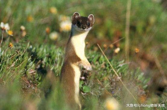 這種動物不僅是賣萌高手，還是捕鼠小能手，一生消滅42萬老鼠