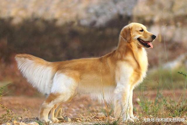 ＂狗狗的这些小秘密，你知道几个＂，知道5个以上才算合格