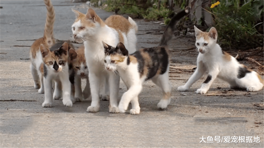 比家猫还馋？流浪猫不吃猫粮只吃肉，跟踪后发现真相泪目了