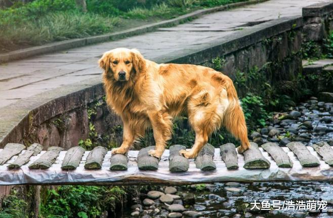 ?养这5种狗之前，一定要考虑清楚，因为它们的开销太大了