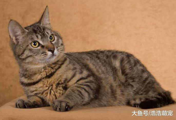 ?最受歡迎的8種寵物貓，一個比一個會賣萌，你家主子上榜沒？
