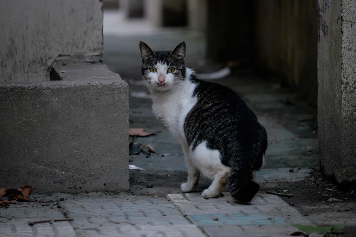 想加入救助流浪猫的行列, 请问该用什么方式对猫咪来说比较合适?