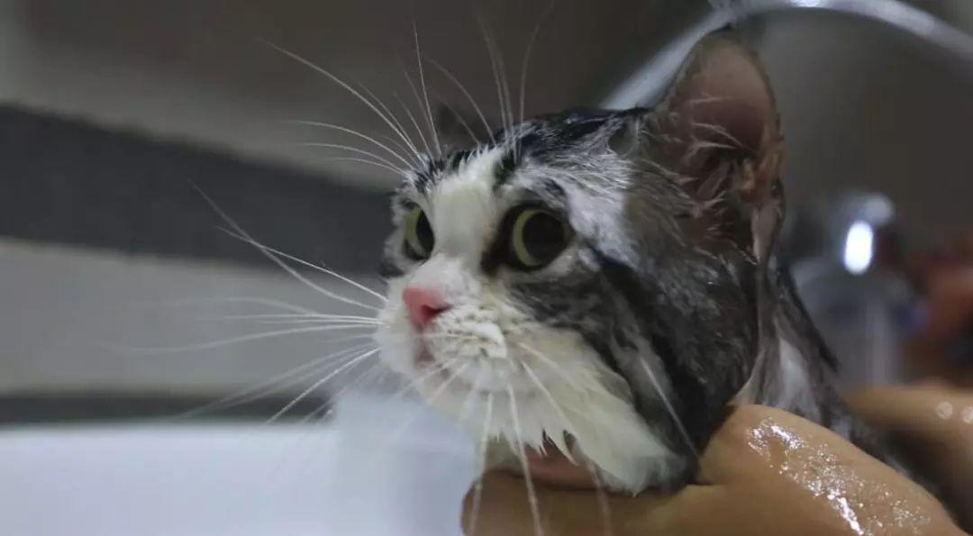 猫咪洗澡三部曲, 以后再也不发愁给猫咪洗澡了