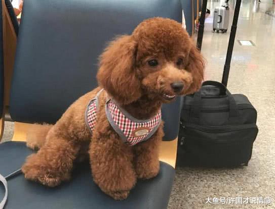 看见泰迪老实许多，确认生病后带去医院，刚到不久狗子就斯巴达了