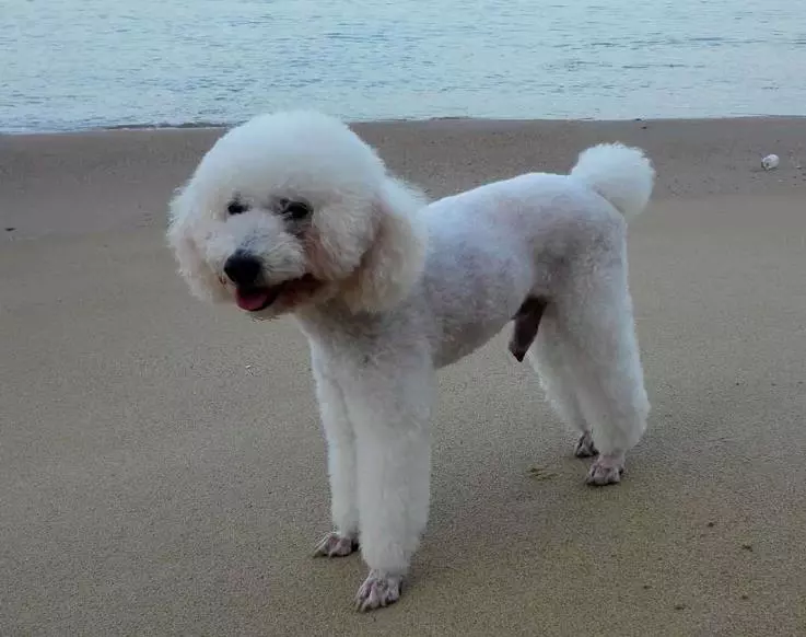 重金寻狗 三亚海棠湾帛生度假公馆附近遗失贵宾犬一只