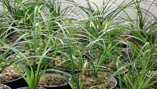 刚栽植的兰花苗一定要做好这四点，兰苗服盆快，叶片不萎蔫