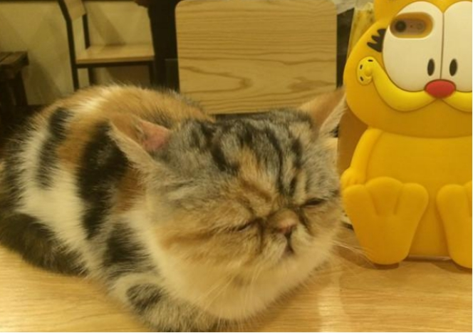 我的猫咪养成日记，新手猫奴看过来，这些你都知道吗