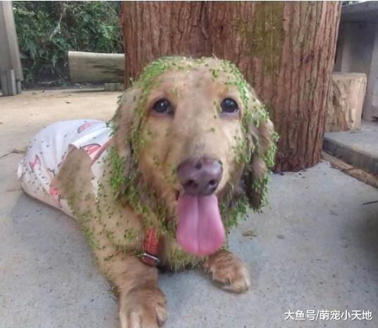 狗狗柔亮秀发卡满青菜渣还吐舌灿笑，很满足样子的主人崩溃