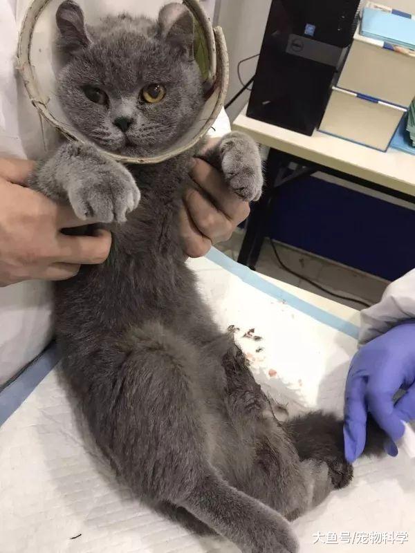 希望你好好的, 我再也不怪你再也不欺负你了