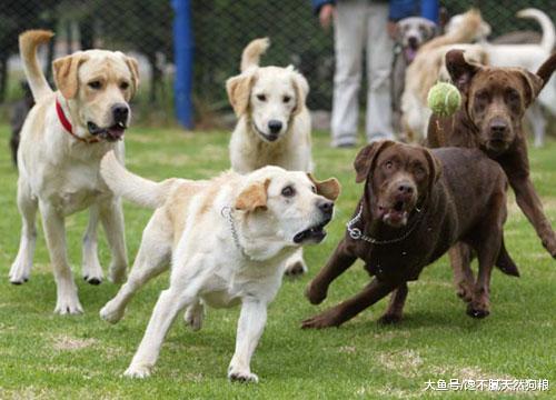 家里养了这6种狗，连小偷都不敢来