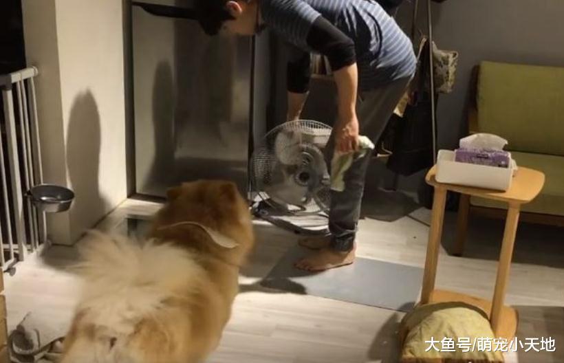 松獅散步回家自動就定位等擦腳腳，爸爸驕傲贊：真乖！