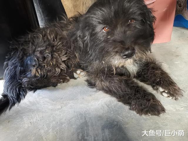 不知自己被弃养，忠犬傻傻相信主人会回来，徒步21公里回失联地