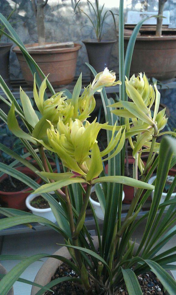 君子兰已经过时了，现在都养这种，一听这名字就富贵，好运不停