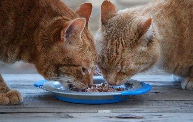 猫粮、猫罐头、主粮猫罐头，傻傻分不清楚？还在把干猫粮作为猫咪的主粮来喂吗？现在有了更好的选择