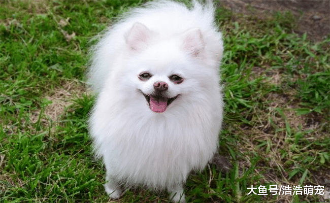 脾气最差的5种小型犬, 遇到了最好躲远一点, 免得被它们弄伤