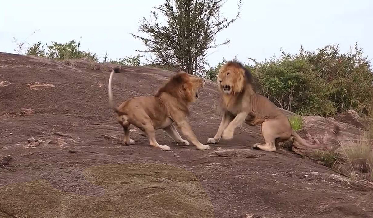 同样是各自领地的百兽之王，虎王与狮王谁的战斗力更强