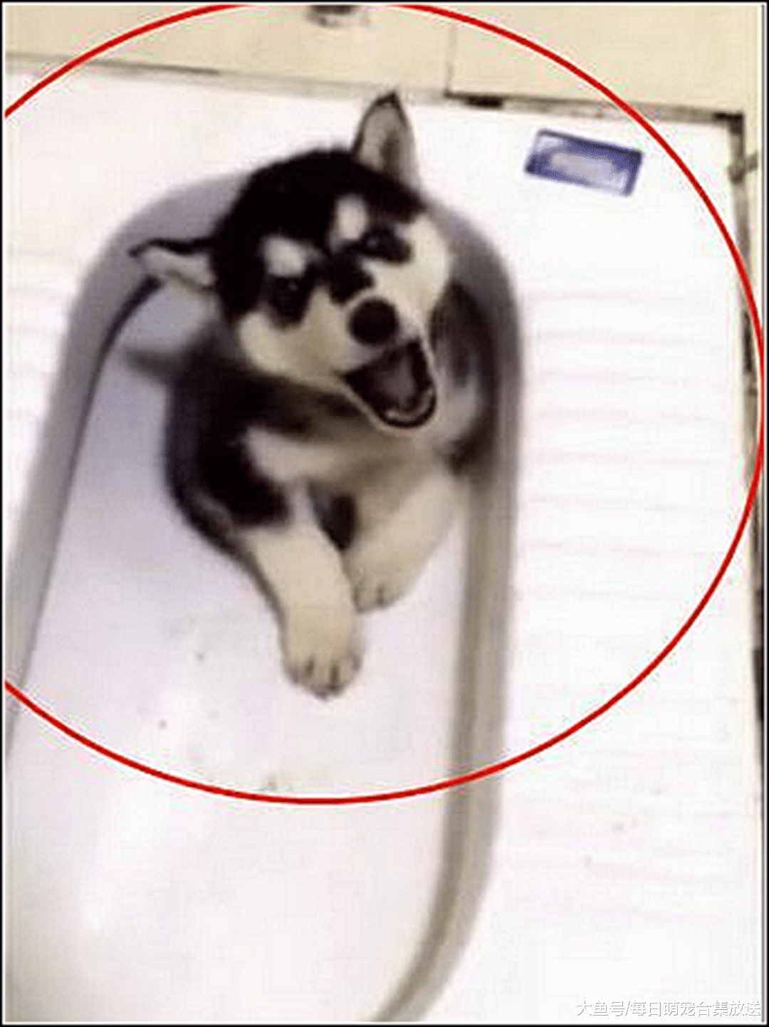 女主听到二哈在厕所嚎叫，以为它又在拆家，推门一看傻眼了