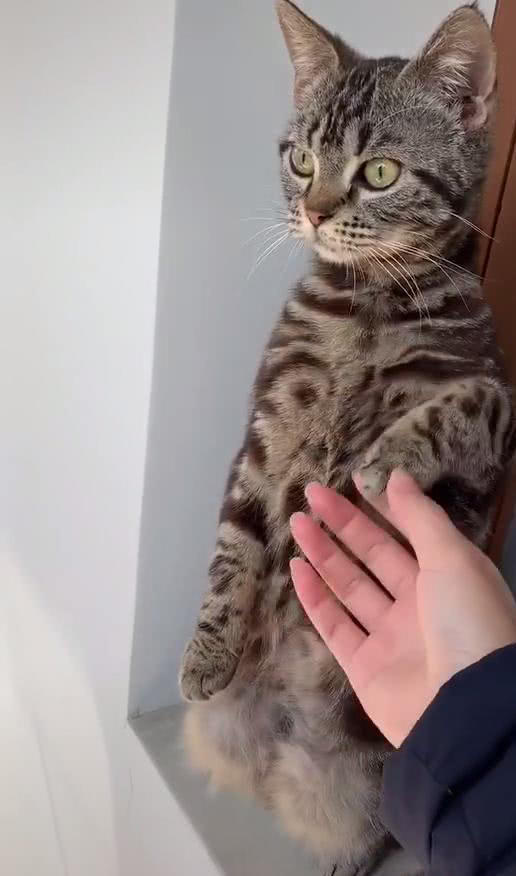 猫咪生气后不让主人碰，网友看后纷纷评论：跟我女友生气一模一样