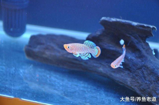 觀賞魚真的是吃什么拉什么，所以我們可以通過魚便分析魚病！