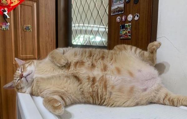 橘猫兄妹都重达20斤，主人都替猫咪喊冤，喝水都胖能怎么办