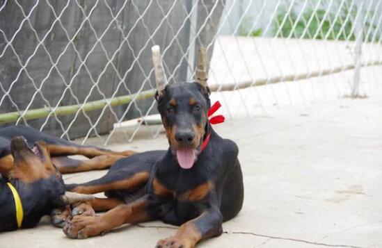 杜宾犬乱咬东西怎么办 怎样纠正杜宾犬乱咬东西的行为