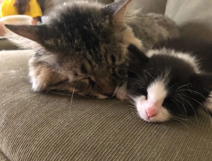 老猫在外流浪14年，被救以后知恩图报，尽心尽力帮助照顾其它小猫