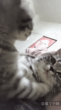 崽，这些年你经历了什么？