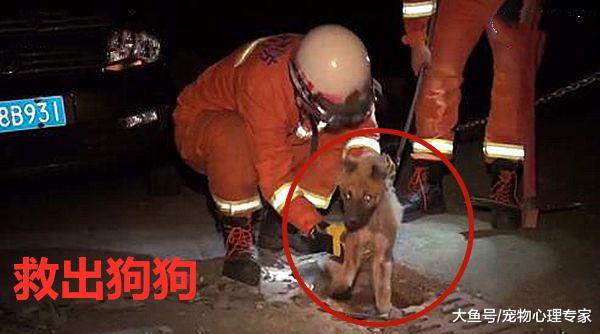 金毛遛弯时忽然趴着不走，主人察觉不对劲叫来警察：是警犬的料子