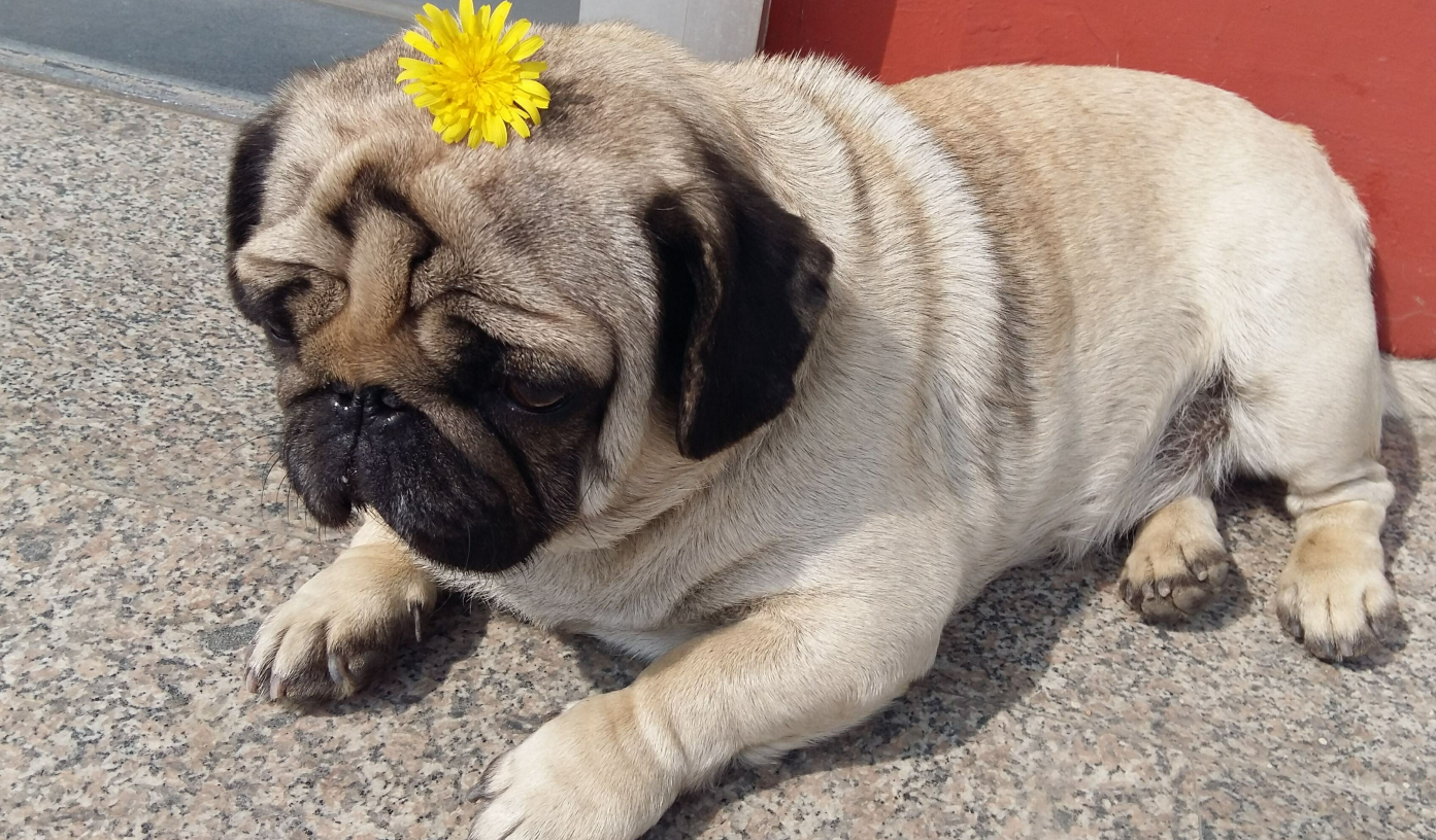 领养宠物之前需要考虑的事情