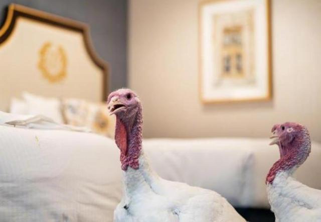 两只白胖火鸡抵达华盛顿入住高级酒店，特朗普将选一只特赦