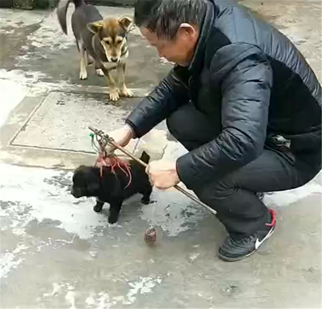 大爷用杆秤称小黑狗, 狗崽不急不闹, 一旁母狗的反应亮了……