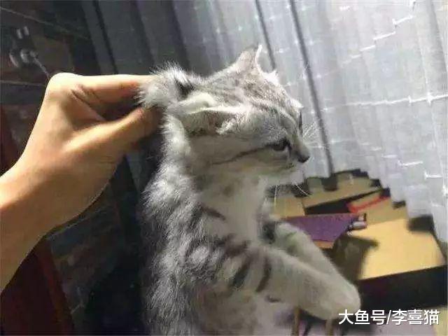 猫科动物被掐住后颈皮后便会安静，铲屎官需掌握爱猫核心弱点
