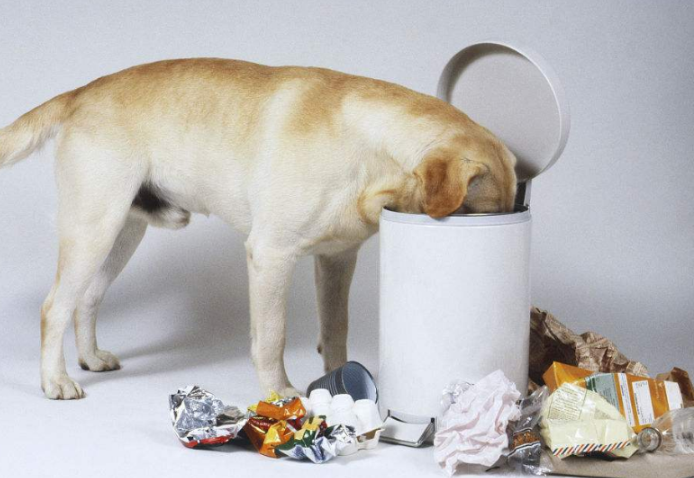 拉布拉多的这些“臭毛病”，了解之后的你，还坚持要养吗？