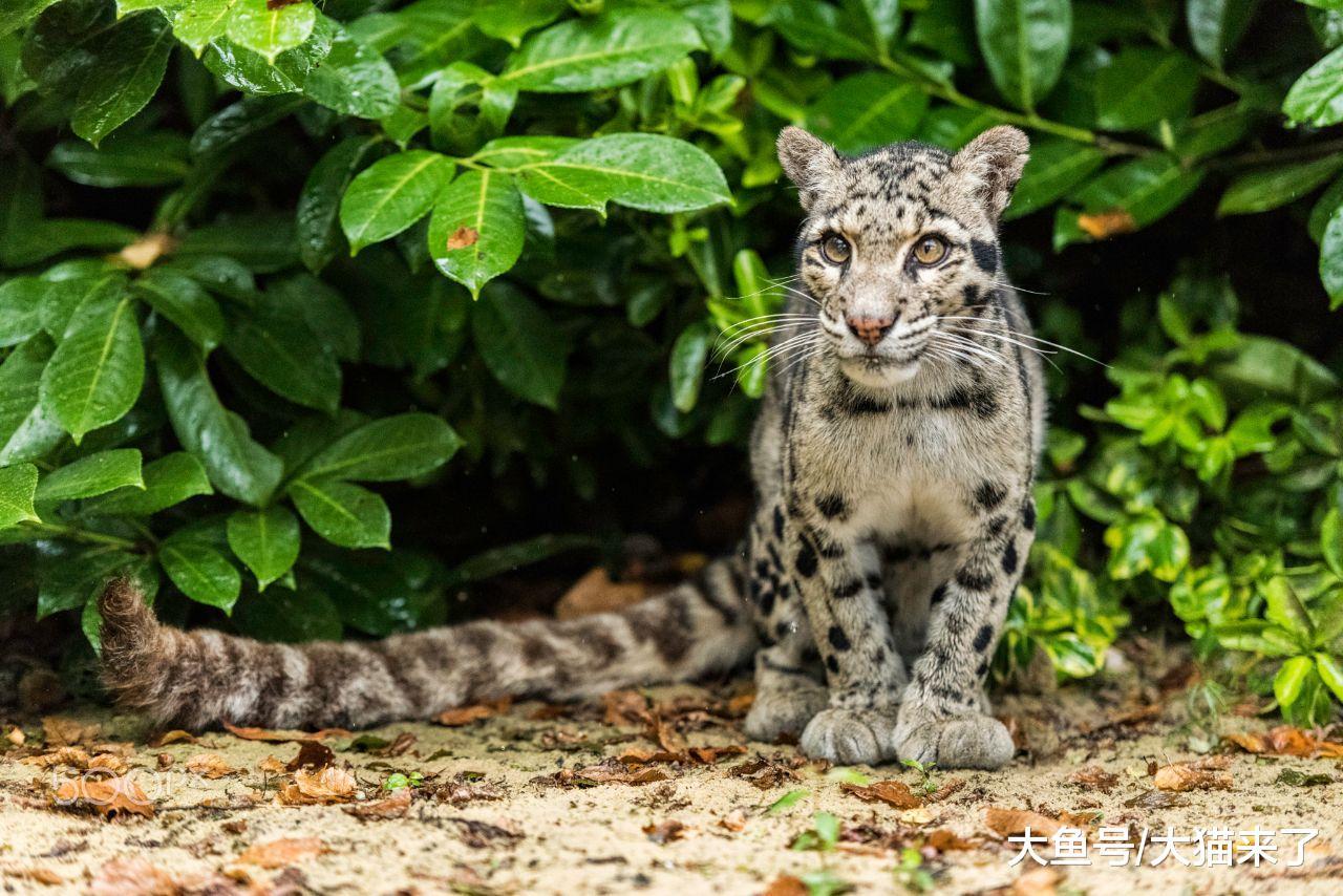 自然界攀爬能力最強的貓科動物：行動像猴子，天生沒有恐高癥