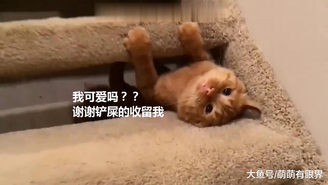 一只流浪橘猫长成这样的体型，看来流浪的生活过得也并不差嘛