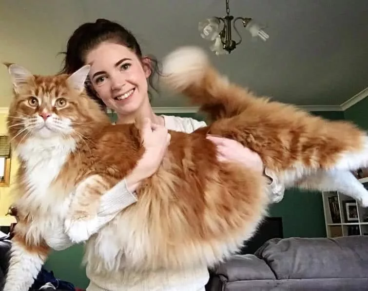 本想养个小可爱，没想到，这货居然破了吉尼斯世界纪录！