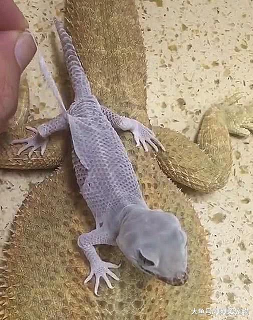 强迫症福音，守宫蜕皮主人好奇帮其蜕皮，网友：邮来给我撕一下！