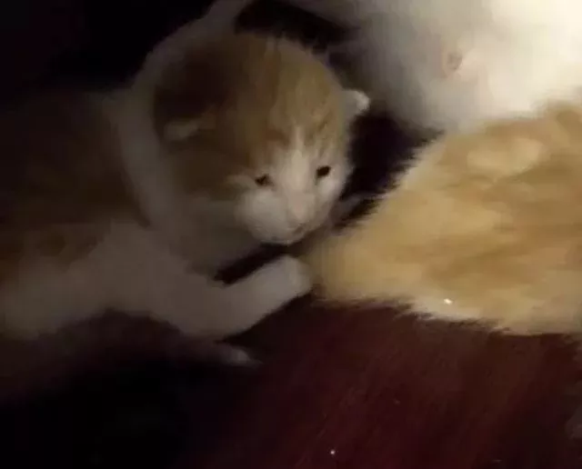 又一只长得像人的猫，丑得很魔性！