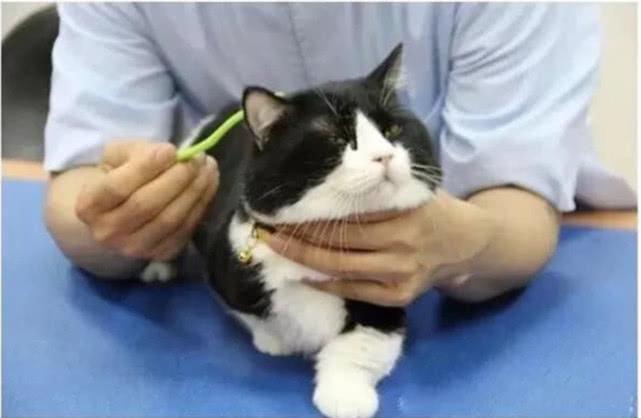 撸猫不能只管自己爽不爽, 也要猫咪学会享受, 撸猫小技巧奉上!