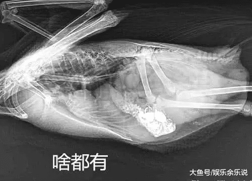 女子养的宠物鸭状态不对，以为生病了，看到X光片后，直接傻眼了