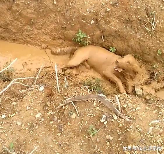 带金毛回农村老家插秧，仅仅才过完半天，我悔得肠子都青了！
