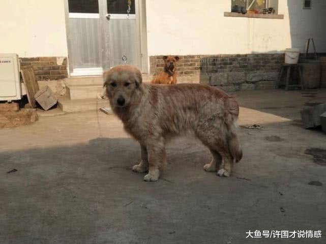 小伙带金毛回农村玩，却用绳子束缚自由，网友：它连土狗都不如？