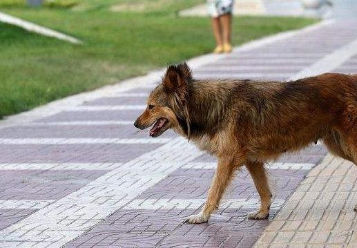 怎么判断一只狗狗有没有狂犬病？就看这5个方面，真的很准！