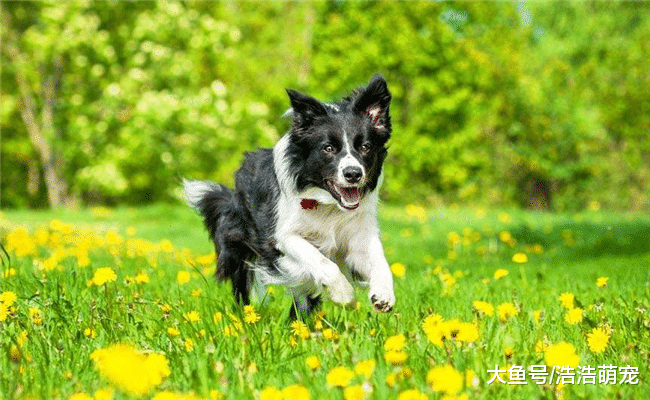 喜欢狗狗就适合养狗狗吗? 并不是, 下面5种人会把狗狗“养坏”的