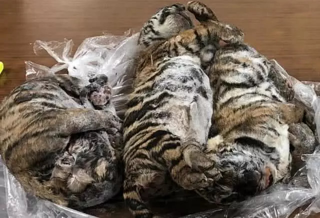 7只冻死小老虎被从汽车中发现，越南男子当场被抓