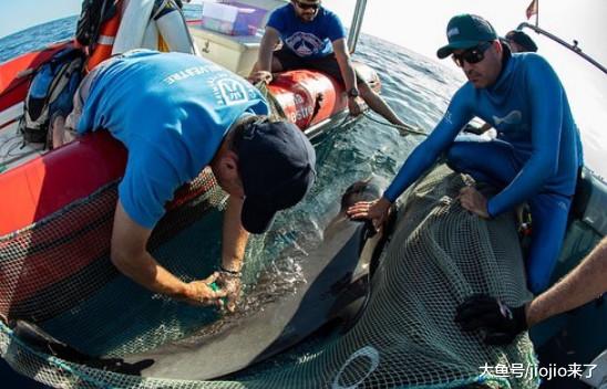 鲸鱼拖着半截尾巴在海中垂死挣扎、哀嚎……专家：人类造成的