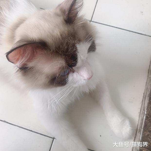 萌宠笔记：来自一位猫奴的经验分享